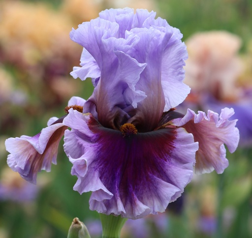 Shop | Mid-America Garden